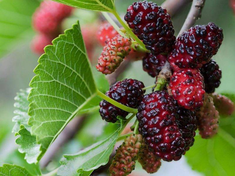 Шелковица купить саженцы из питомнике в Южно-Сахалинске