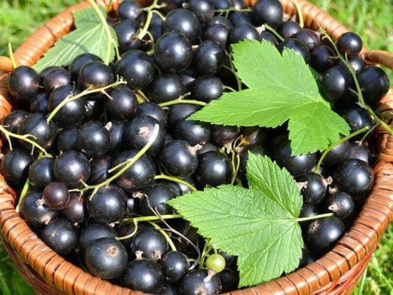 Смородина купить саженцы из питомника в Южно-Сахалинске