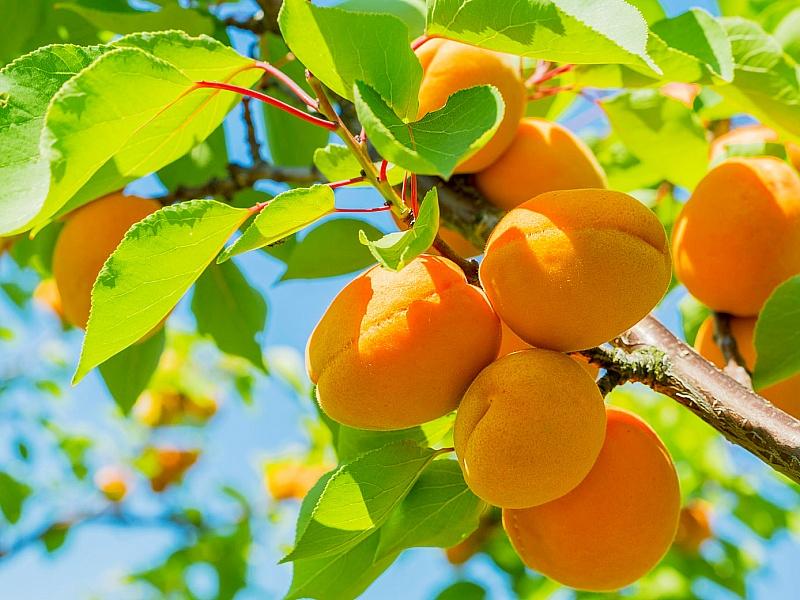 Абрикос купить саженцы из питомнике в Южно-Сахалинске