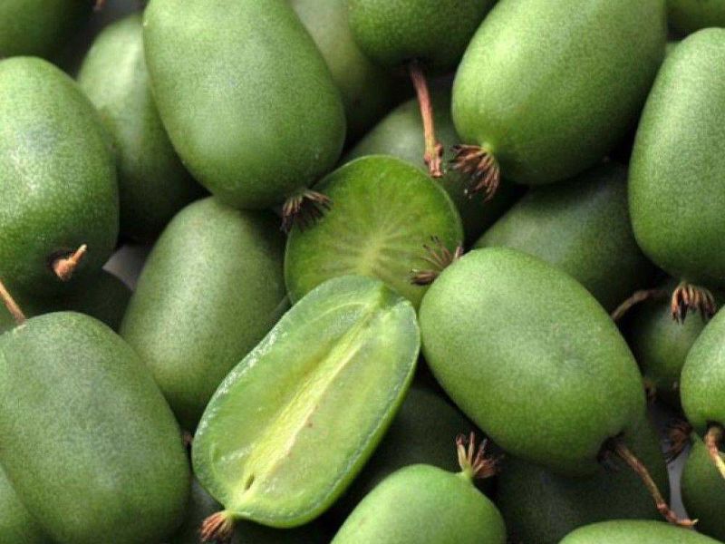 Актинидия купить саженцы из питомнике в Южно-Сахалинске